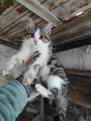 Kızımız Pirince Ömürlük Yuvasını Arıyoruz fotoğraf