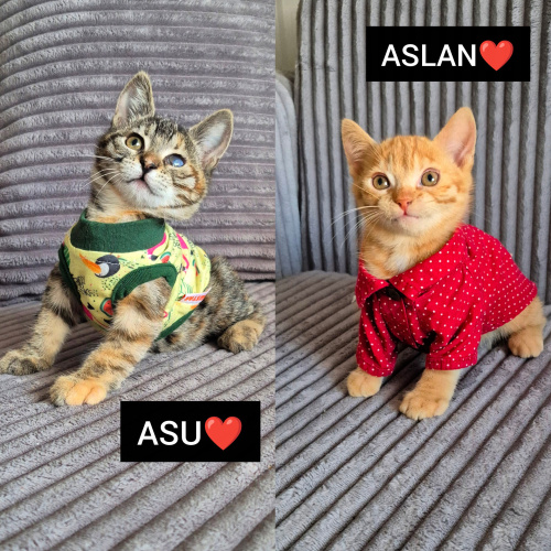 MİNİK ŞEKERLEME KARDEŞLER AİLELERİNİ ARIYOR fotoğraf