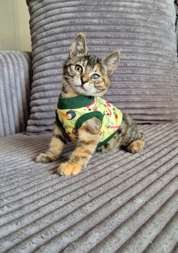 MİNİK PRENSES ASU,AİLESİNİ ARIYOR fotoğraf