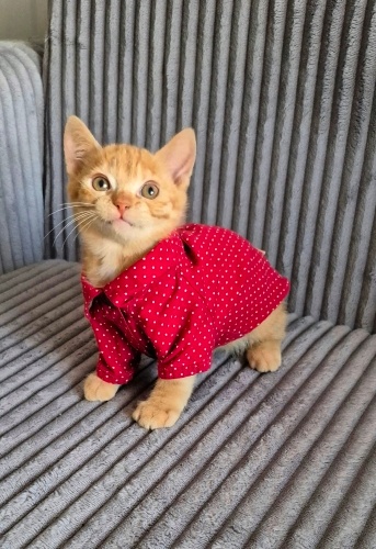 MİNİK PRENS ASLAN,AİLESİNİ ARIYOR fotoğraf