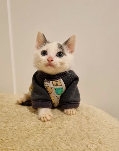 ANNESİNE ARABA ÇARPTI EL KADAR YAVRUSU KALDI GERİDE..YUVA ARIYORUZ fotoğraf