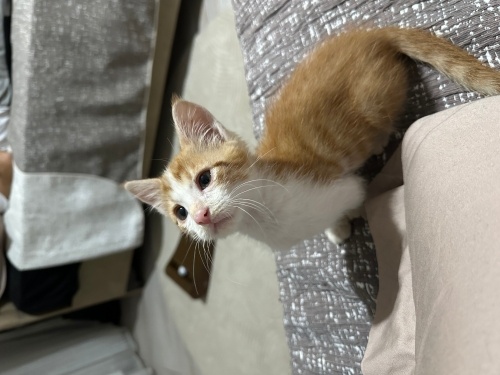 Tofu’ya acil yuva arıyoruz fotoğraf