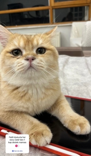 Uysal evcimen hemen alışan bir kedi fotoğraf