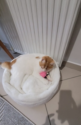 BALKIZ AİLESİNİ ARIYOR. fotoğraf