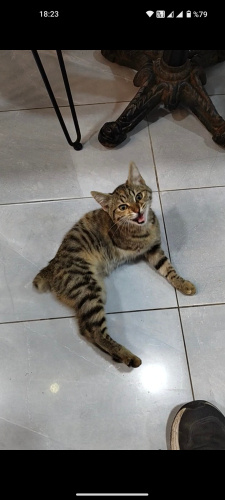 Tatlı kıza acil yuvaaa fotoğraf