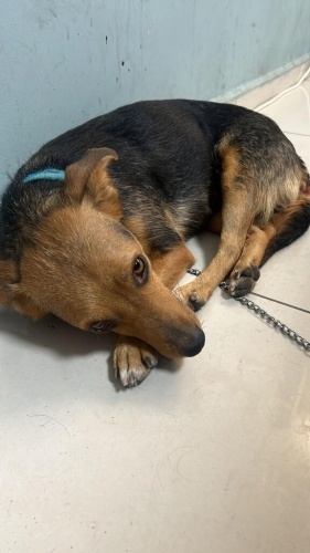 Barinaktan kurtarildi fotoğraf