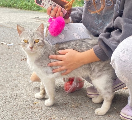 Erkek kısır 2 yaşında evden atıldı fotoğraf