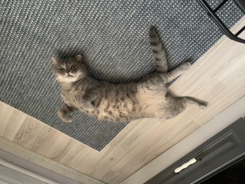 Sevgi dolu bızdık fotoğraf