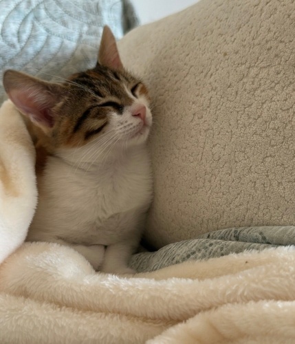 geçici yuva da süresi doldu :( acil yuva 🙏 fotoğraf