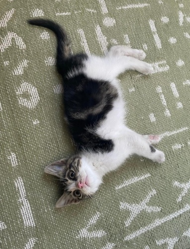 insana sarılıp bırakmayan ponçik sokakları sevemedi fotoğraf