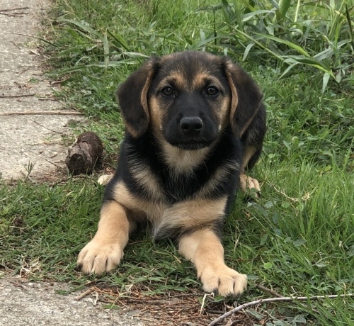 Fino Kırması Küçük Irk Oyuncu fotoğraf