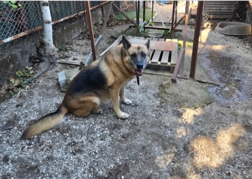 Hem oyuncu hem korumacı, KURTKIZ. Ücretsiz sahiplendirme ilanıdır. fotoğraf