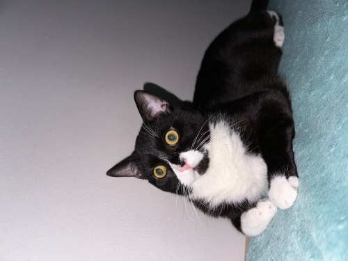 Yakışıklı zeki oyuncu oğluma güzel bi baba aile arıyorum sevgi dolu bi kedim var fotoğraf