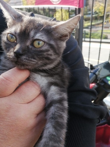 DÜNYA TATLISI BİR MİNİK fotoğraf