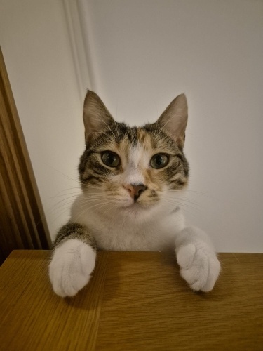 Kedimiz Azula'ya Yuva Arıyoruz fotoğraf