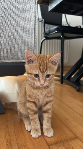 Ma gözlü sarman bebeğe yuva fotoğraf