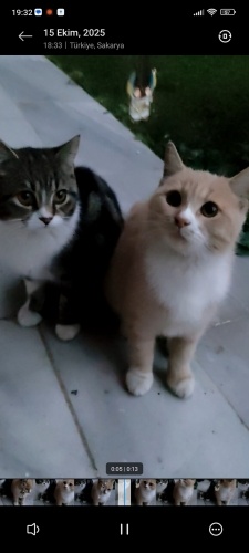 2 tane kardeş kedi biri tekir biri sarman fotoğraf