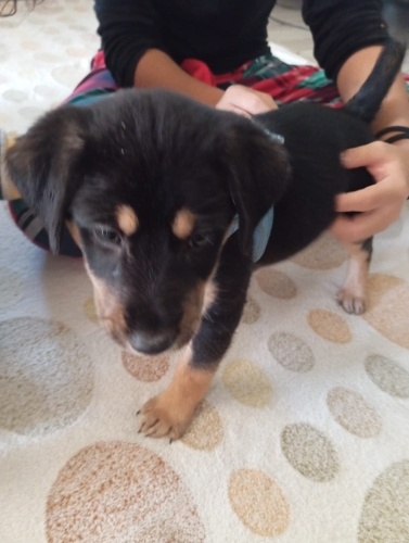 Rottweiler 2 aylık Yuva arıyoruz fotoğraf