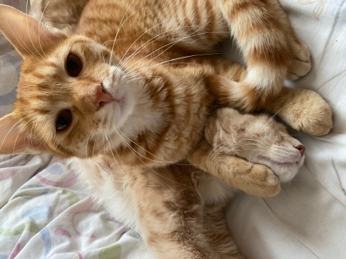 Sevimli erkek sarman kedi fotoğraf