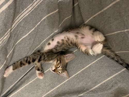 ACİL minik yavrumuza yuva arıyoruz fotoğraf