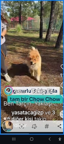 Tarçın acil yuva arıyoruz fotoğraf