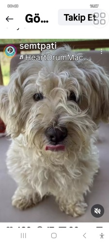 Şila acil yuva arıyoruz fotoğraf