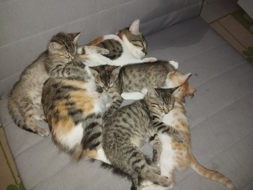 Acil sahiplendirme fotoğraf