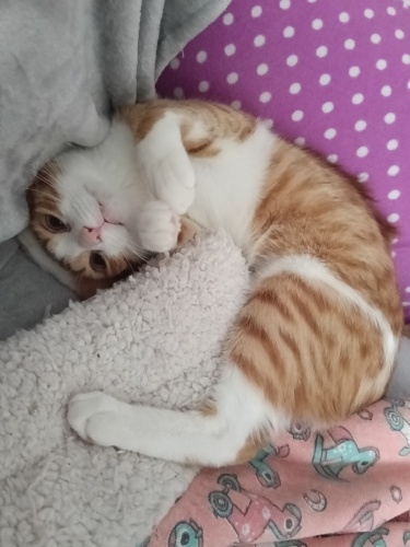 Adı gibi ponçiktir fotoğraf