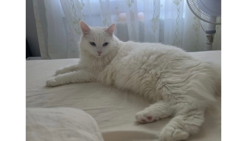 Van kedisi sütlaç ömürlük yuvasını arıyor fotoğraf