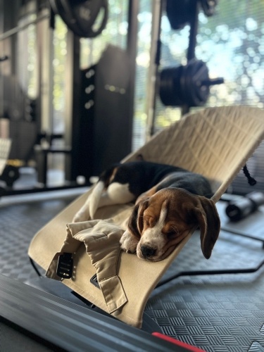 Oyuncu yavru beagle fotoğraf