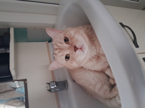 Latte OĞLUMUZ yuva arıyor acil fotoğraf