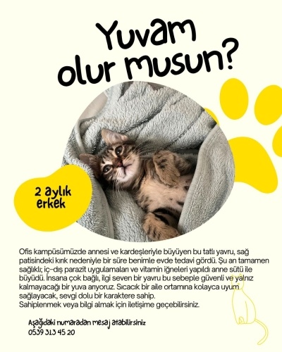 Sipey Kedi Yuva Arıyor fotoğraf