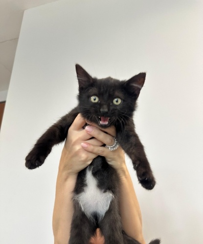 Sevgi delisi, oyuncu Zeytinimize yuva arıyoruz. fotoğraf