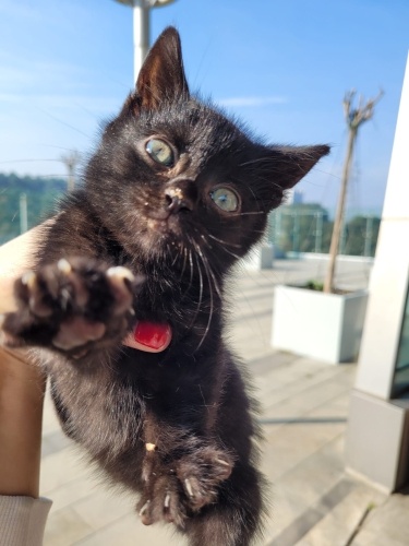 🩵“Minicik Kalbiyle Yuva Arayan 5 Haftalık Bir Melek” fotoğraf