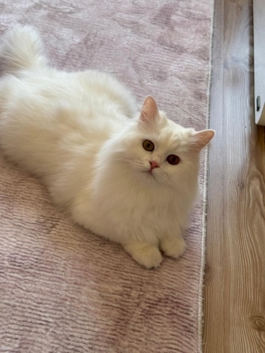 Bedava sahiplendirme fotoğraf