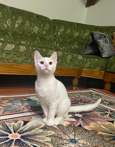 OTOPARKTAN KURTARILDI ÖMÜRLÜK YUVA ARANIYOR fotoğraf