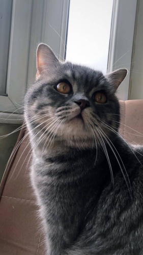 Çok uysal bir oğluş fotoğraf