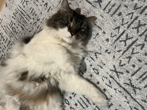 Aşırı güzel bir kız fotoğraf