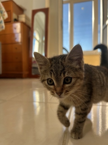 Trakya'lı sizin olsun! fotoğraf