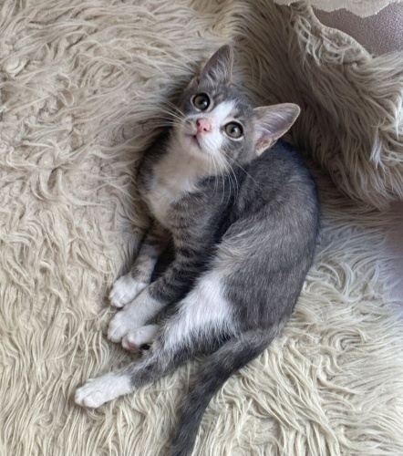 Acil yuva aranıyor fotoğraf