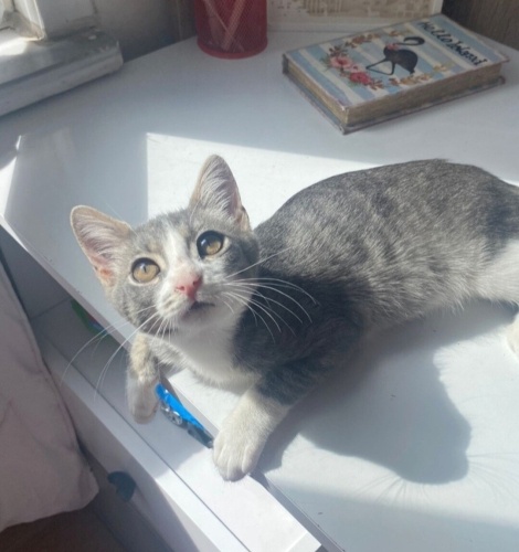 Acil yuva aranıyor fotoğraf