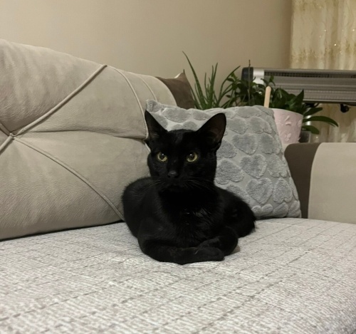 KURTARICISINI ARIYOR fotoğraf