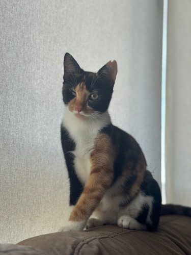 Korsan Dişi 1 gözü kör fotoğraf