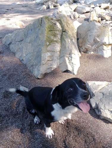 Karam ömürlük yuvasını arıyor fotoğraf