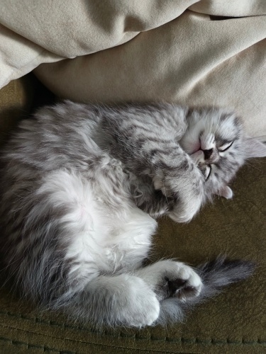 British longhair yavruma yuva arıyorum fotoğraf