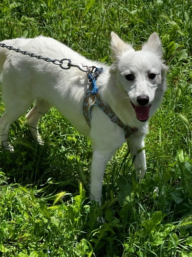 1 yaşında, kısır, aşılı * Tonya Finosu fotoğraf