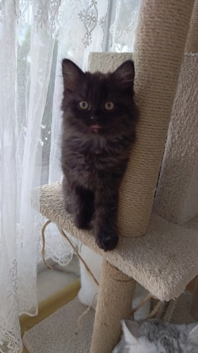 Minnak Minnoşa Ömürlük Yuva Arıyorum fotoğraf