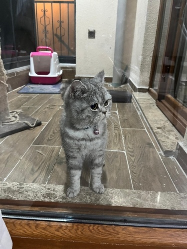 Güneş Yeni yuvasını arıyor fotoğraf