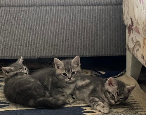 Küçük bebekler ailesini arıyor :) fotoğraf