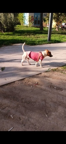 İZMİR JACK RUSSEL TERRİER CİNSİ . PARKA TERKEDİLMİS . ÖMÜRLÜK YUVASINI ARIYORUZ fotoğraf